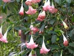 daturas roses.jpg (600x450)